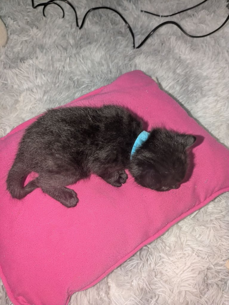 Kittens for sale 