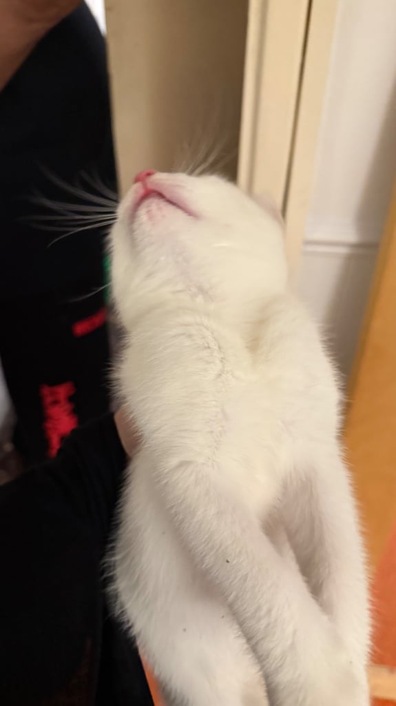 Kittens