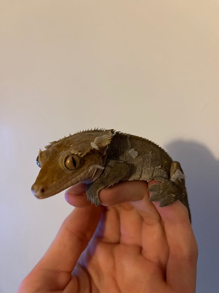 9 year old crested gecko still with tail 