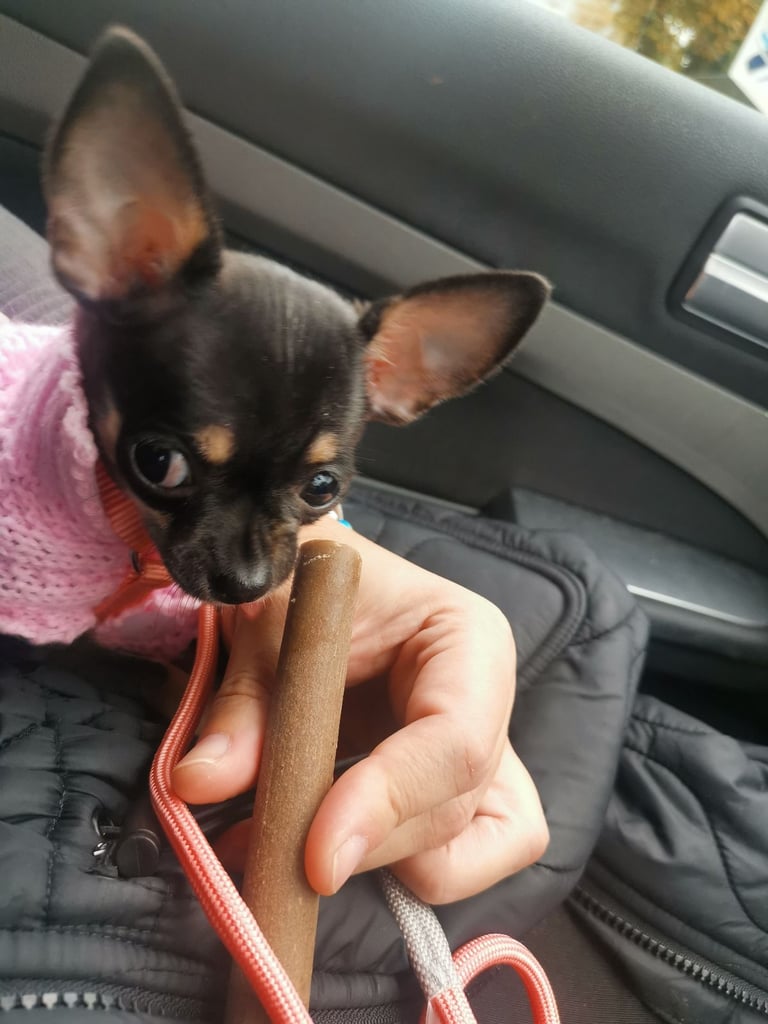 Small Chihuahua puppies
