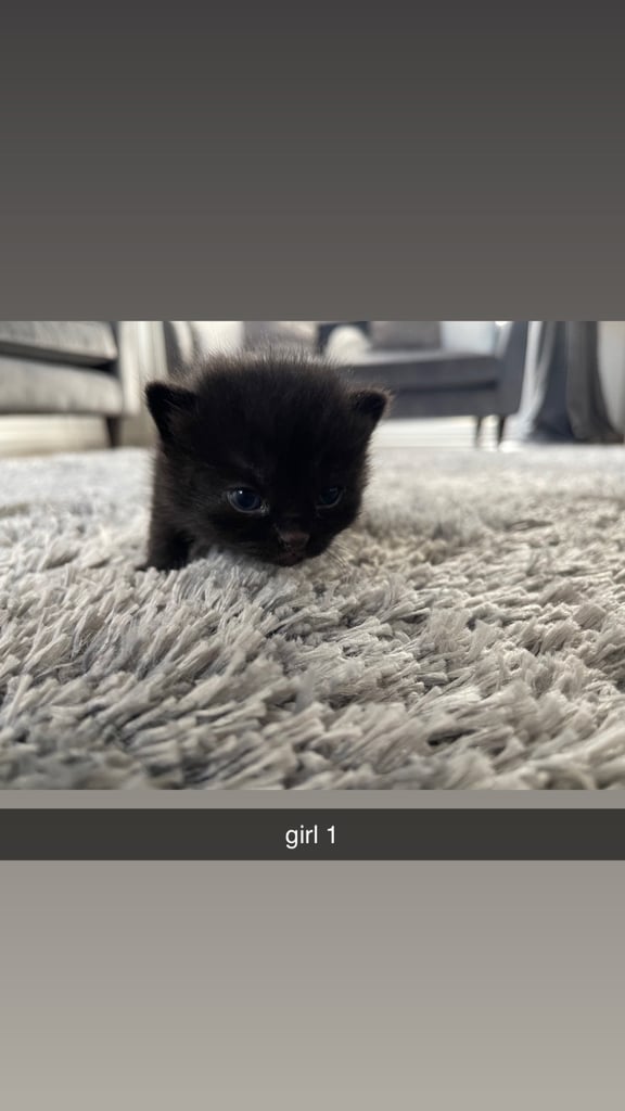Kittens for sale