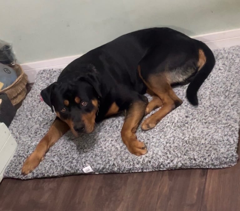 Bruno. Stunning 1yr 8months Rottweiler boy