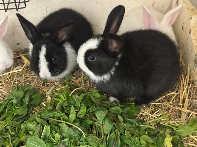 Black and white baby bunnies with blue eyes