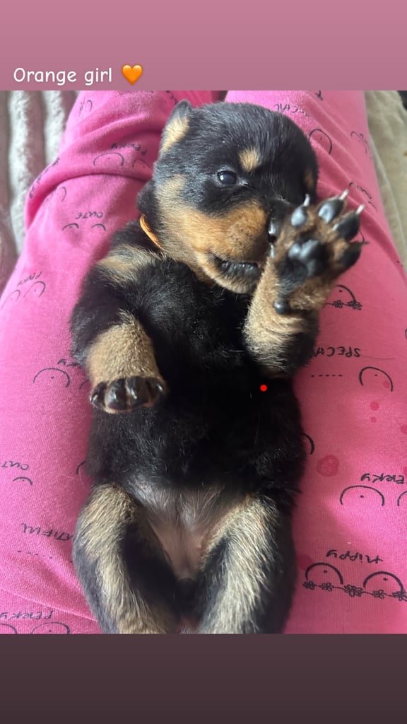 Beautiful Rottweiler pups
