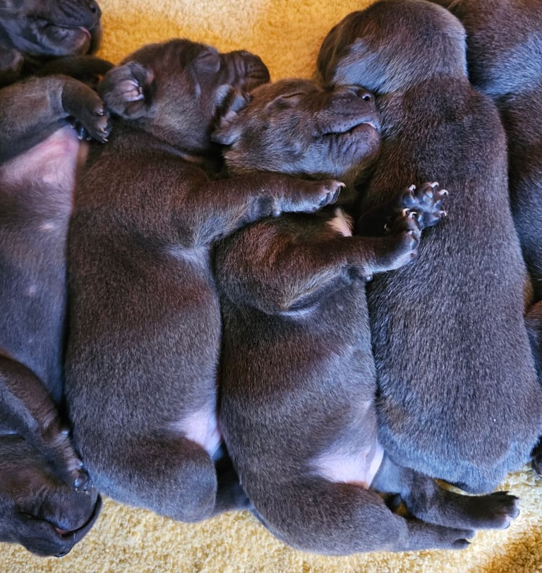Blue Staffordshire Bull Terrier Puppiess