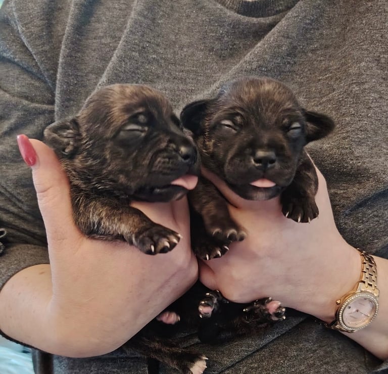 Staffy x jack russell pups