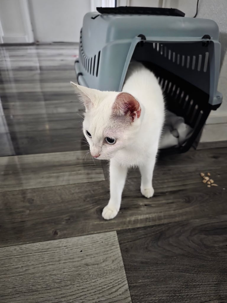 Turkish angora female kitten