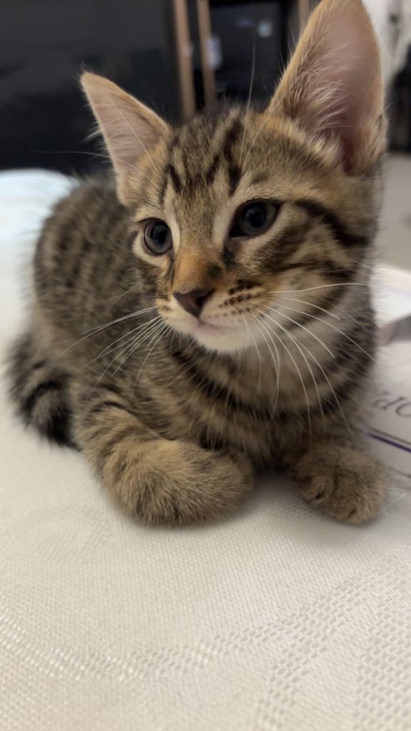 4 Beautiful 12-Week-Old Kittens Ready for Loving Homes – Mixed Colours (Birmingham B20)