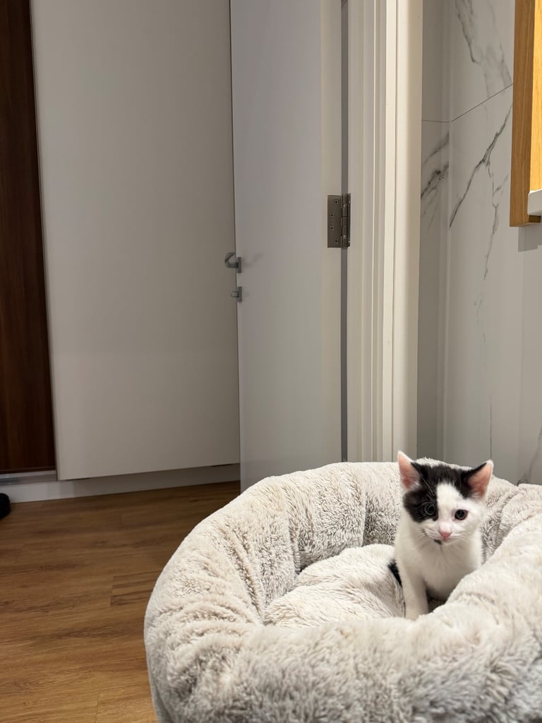 ADORABLE friendly male kitten 