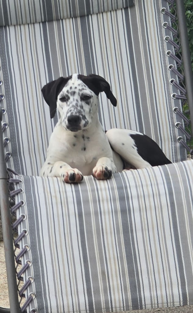 image for dalmatian puppy rehome