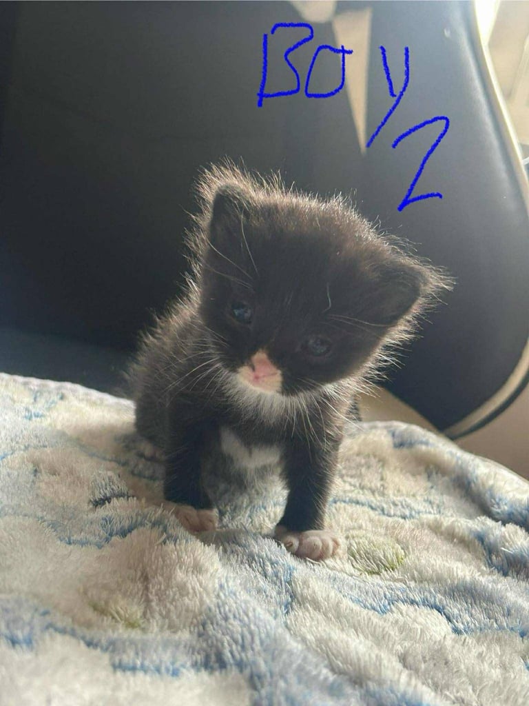 2 male kittens