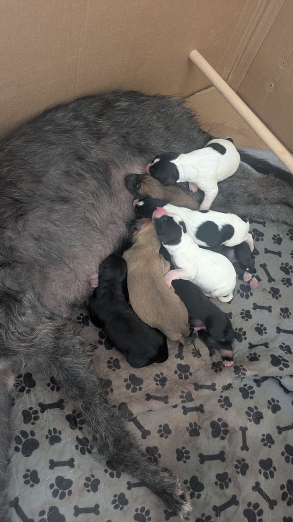 Pups for sale 