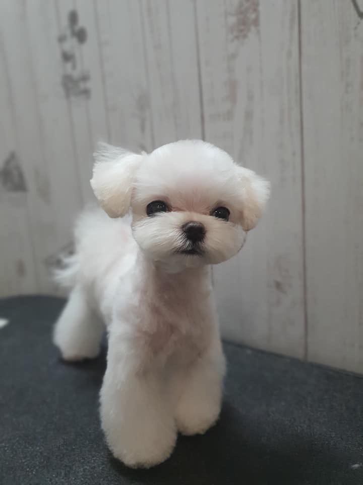 Gorgeous Tiny Maltese Puppies