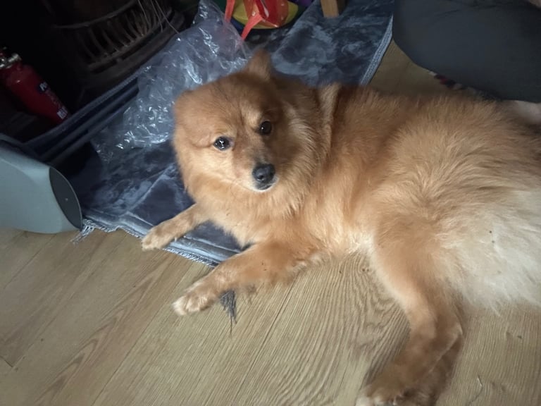 Pomeranian dog almost 3 years
