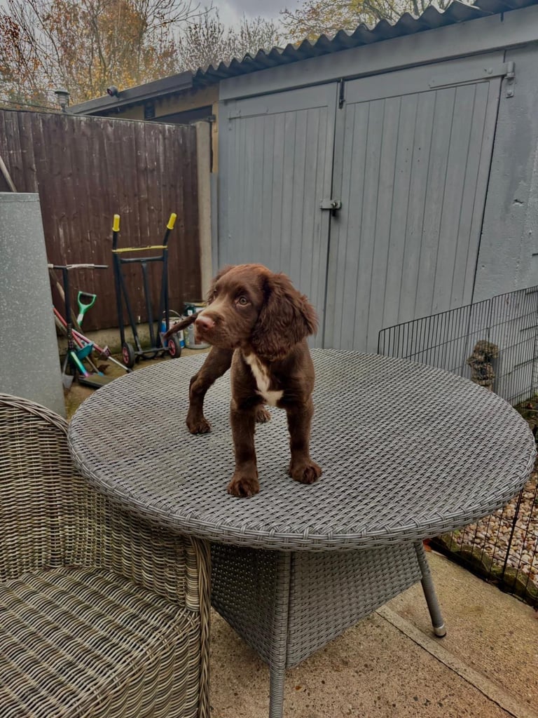 spocker spaniel 