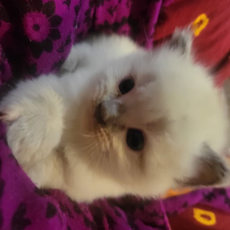 Beautiful two little Ragdoll