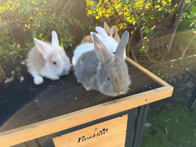 Baby bunny’s / rabbit for sale