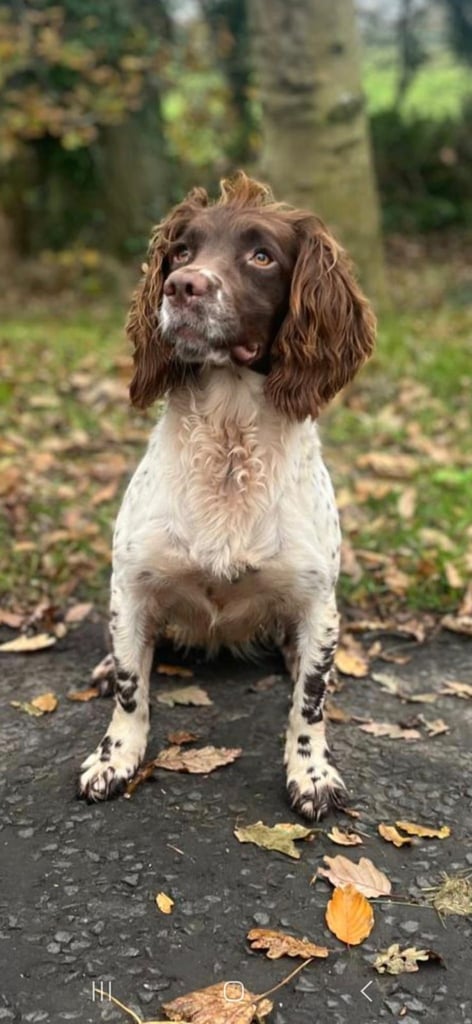 English springer spaniel pups