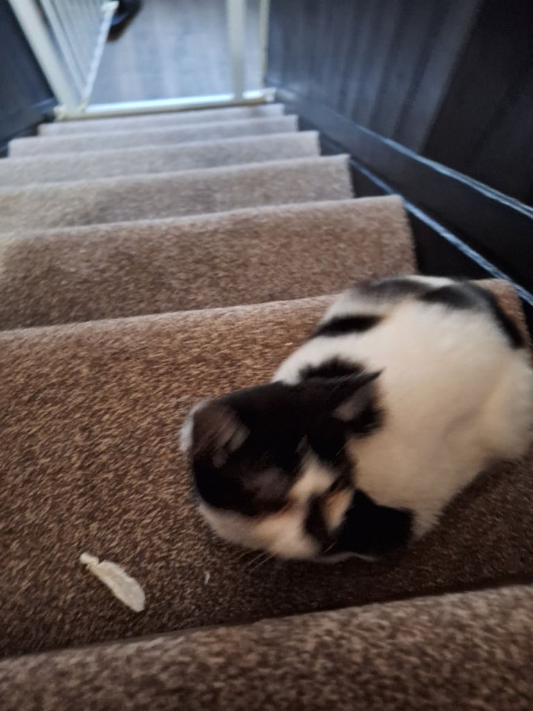 12wk old male kitten 