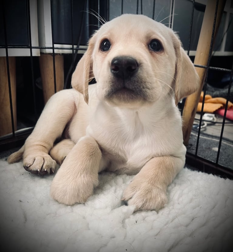 8 superb kc reg Labrador puppies ( 8 days and your pup can come home!!)—