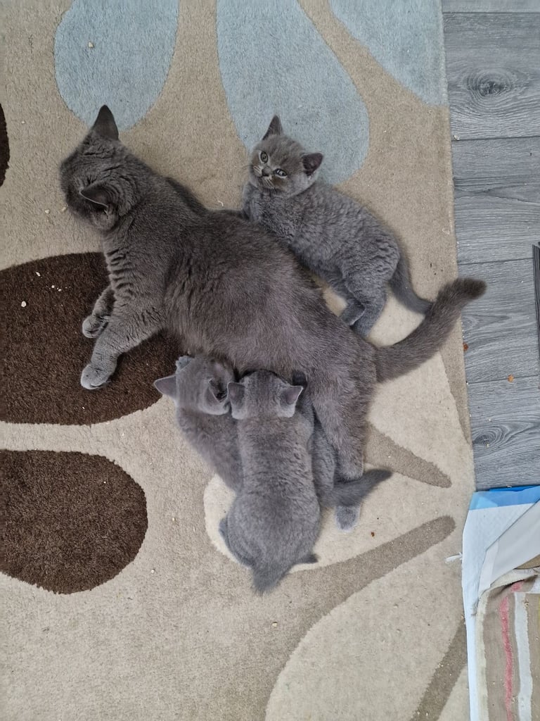  Two boys.  blue British shorthair kittens for sale 