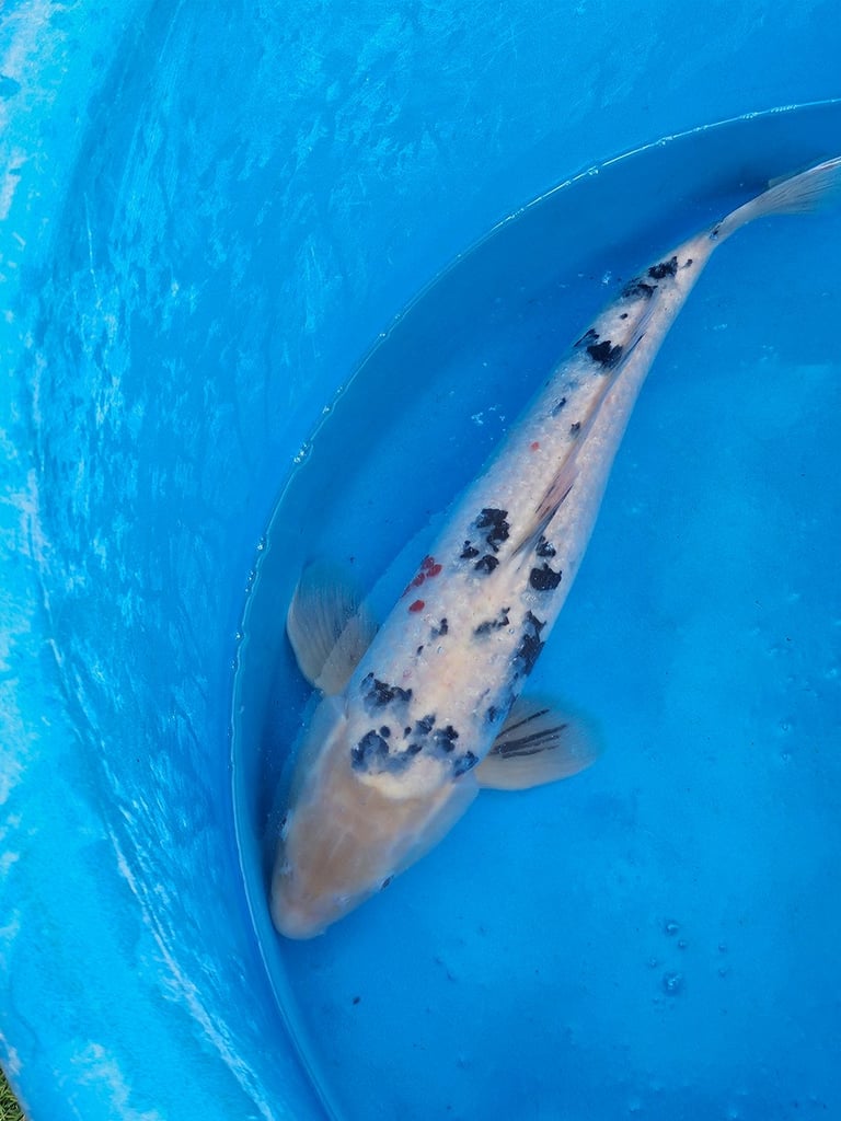 Large Japanese koi fish for sale 