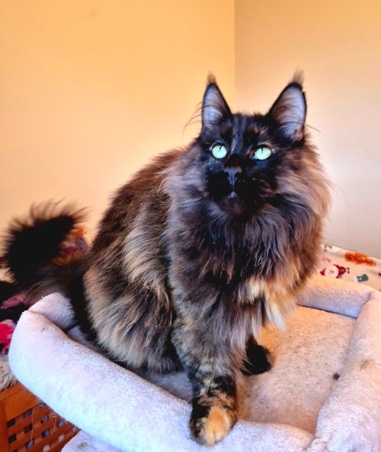 image for Maine coon gccf reg