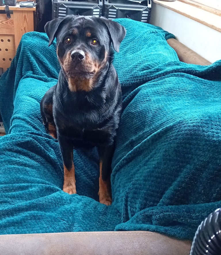  ROTTWEILER PUPS FOR SALE***KC REG***FULLY INJECTED***