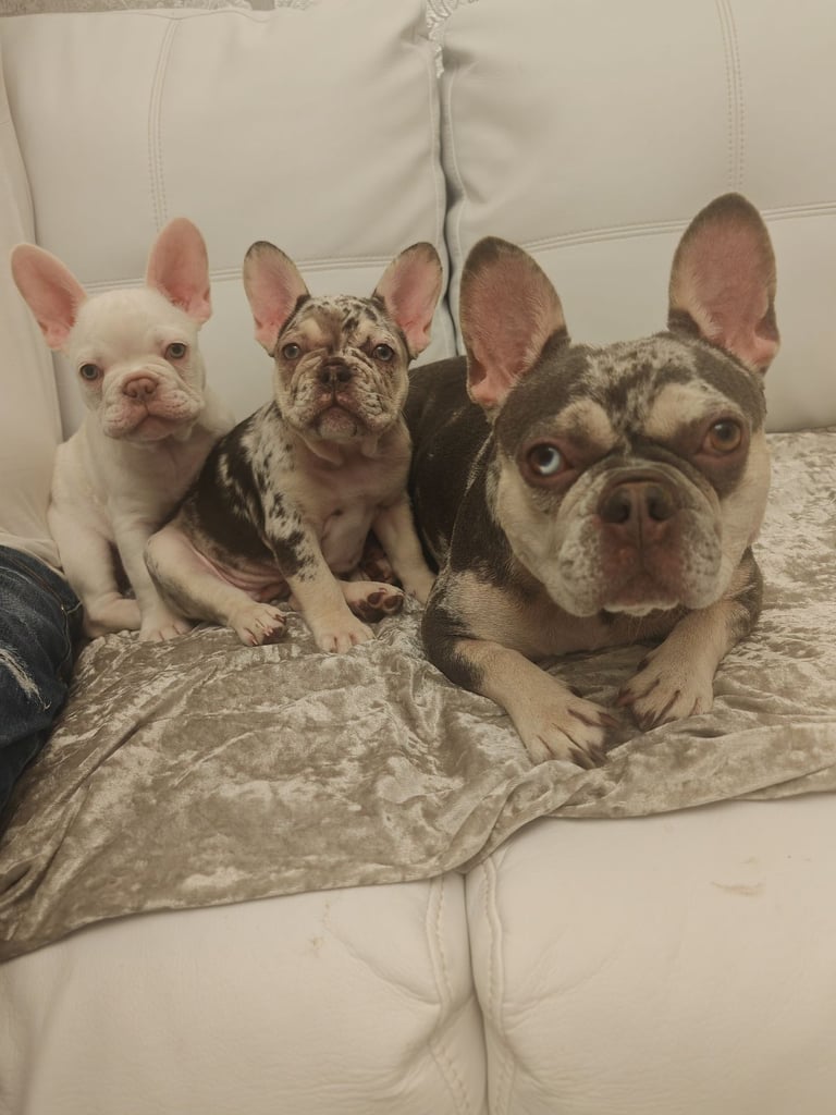 LAST ONE!! PRICE DROP !!PLATINUM MALE Chocolate merle and lilac fluffy carriers french bulldog