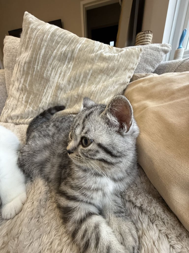 Pure BSH kittens ready to go now 