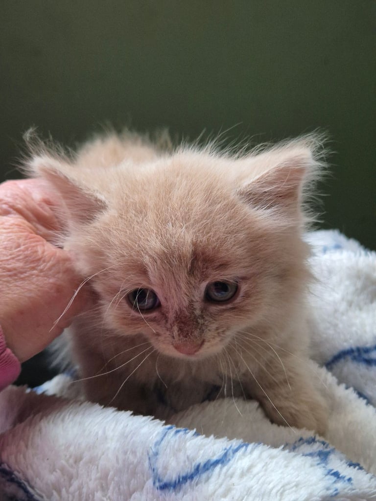 3 rag doll.x ginger white mixed breed 