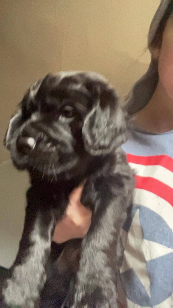 Sprocker cross shar pei 