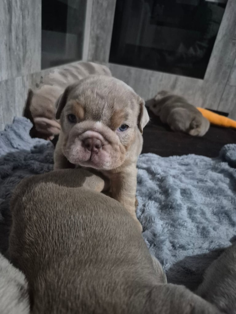 Beautiful Rainbow Litter Of New English Bulldog 