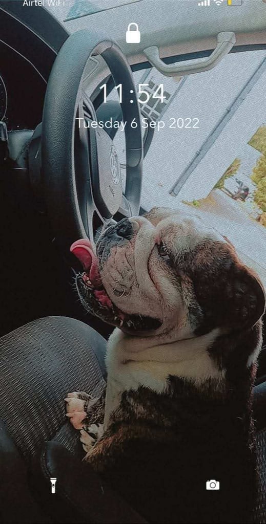 Kc English bulldog 