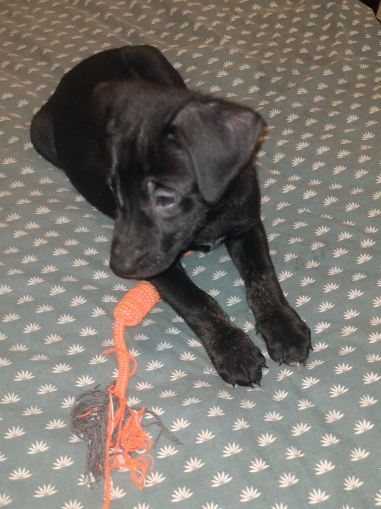 Cane corso x