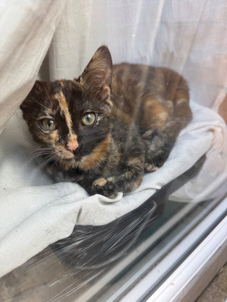Female kitten 