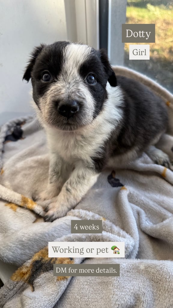 Collie puppies 