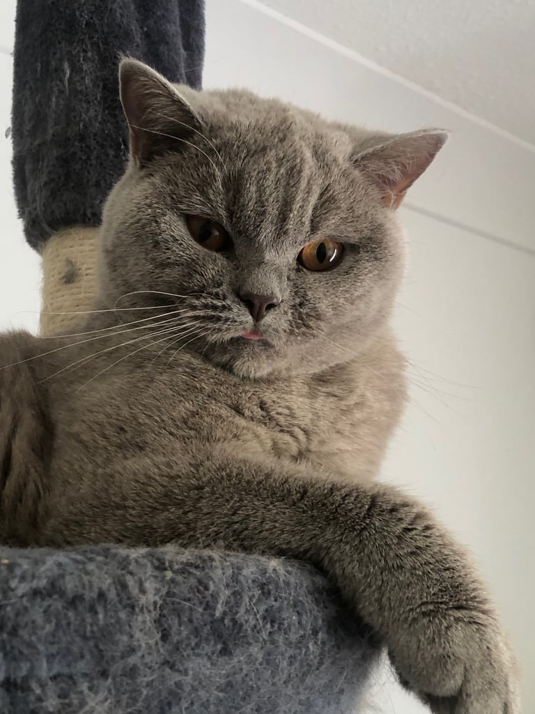 British Shorthair Cat