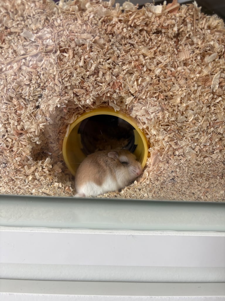 image for Robo hamster female