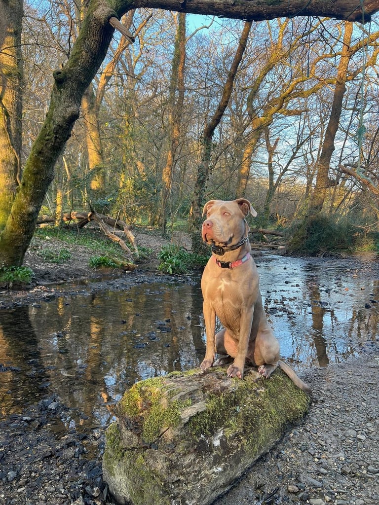 Neapolitan Mastiff X Cane Corso