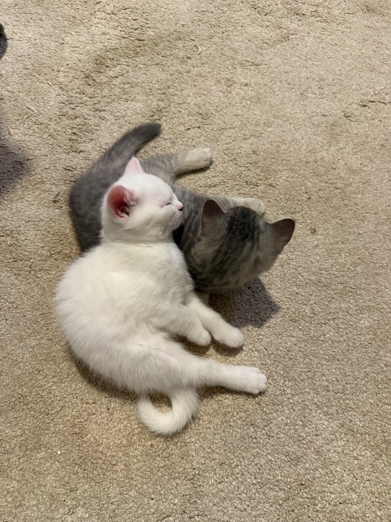REDUCED BSH pure bred kittens ONLY A FEW LEFT 