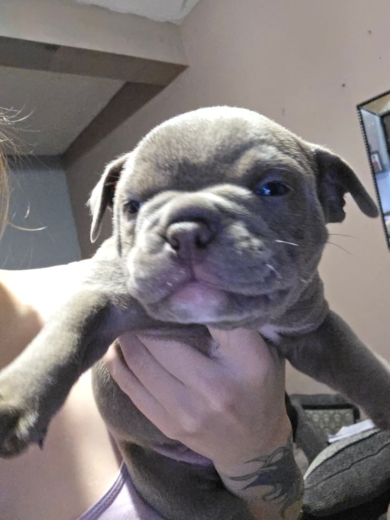 Pocket bully x old english bulldogge 