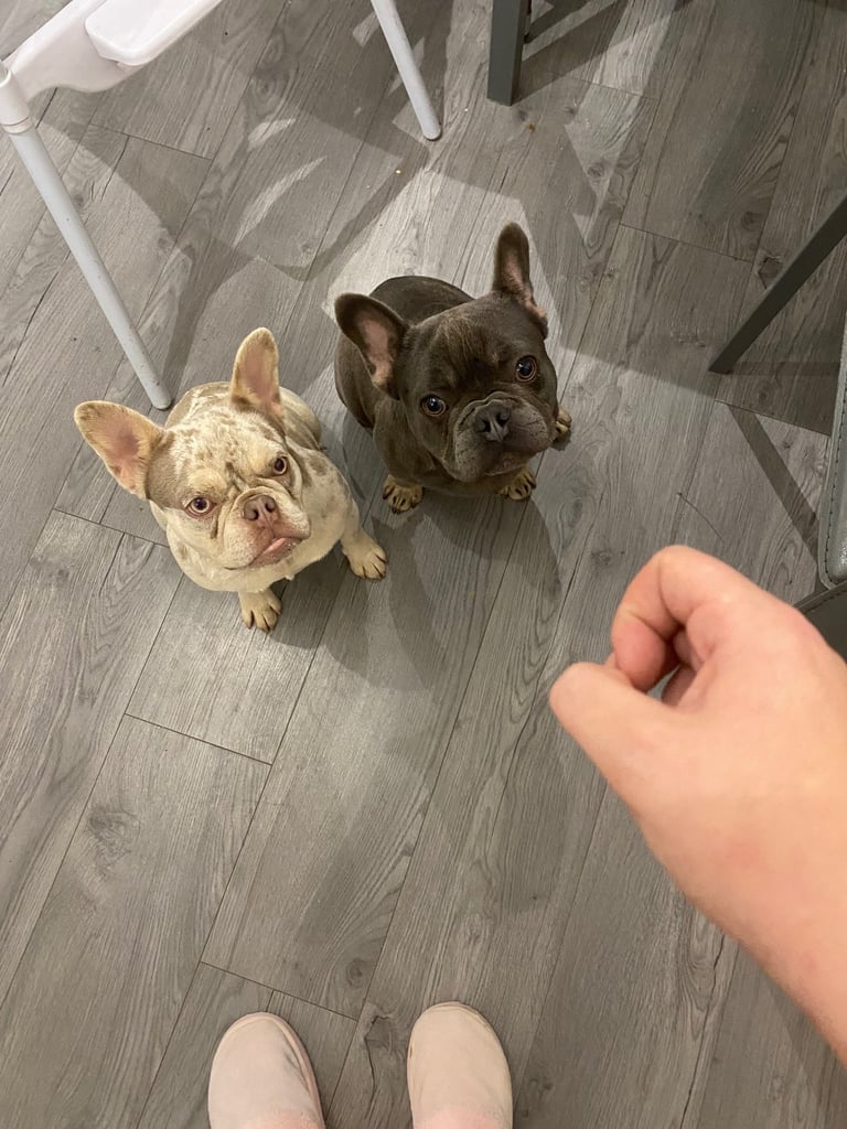 image for 2 French bulldog puppies