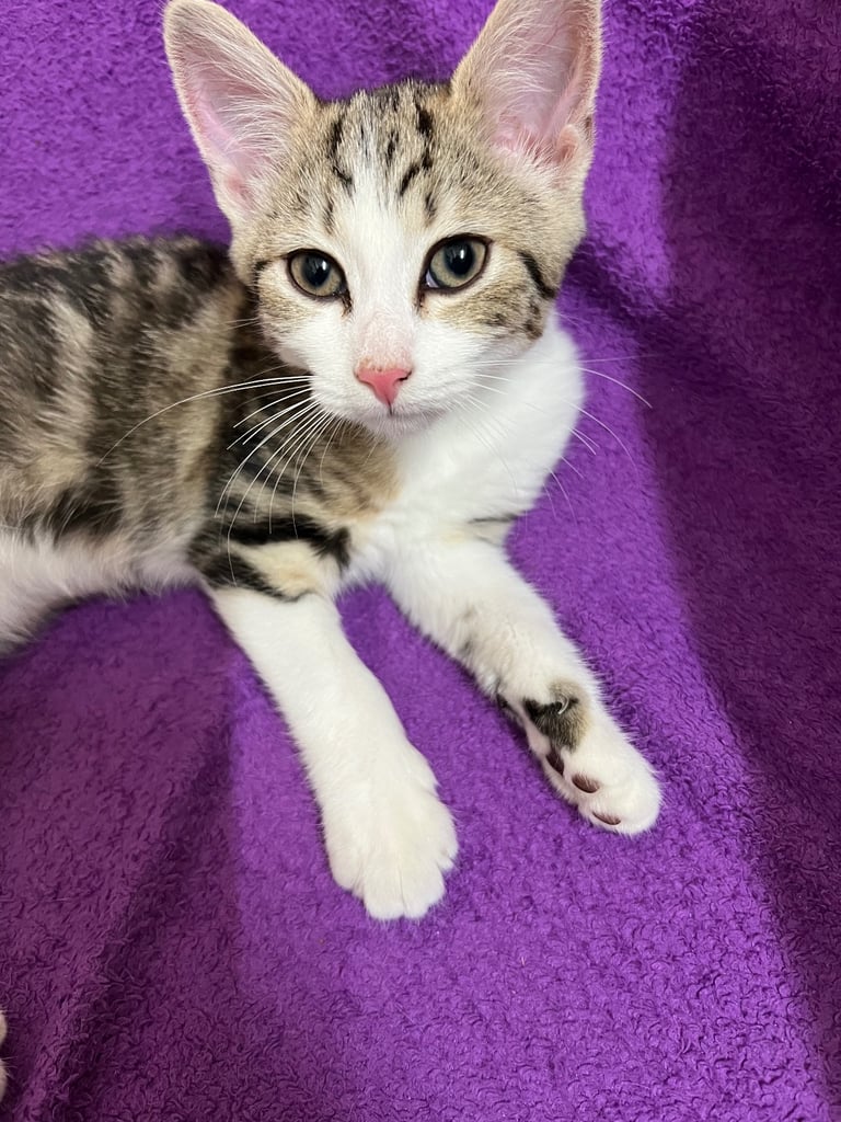Kitten for sale 