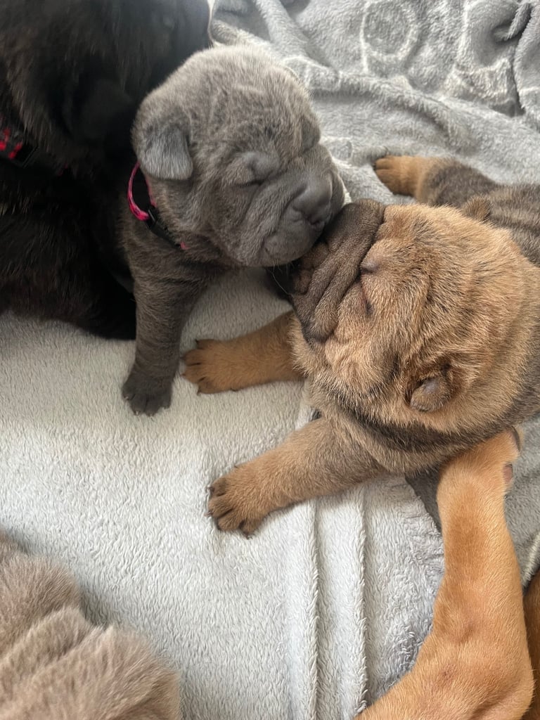 Shar pie puppy’s 