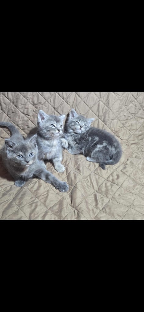 Beautiful British Shorthair x Siberian Kittens Ready Now