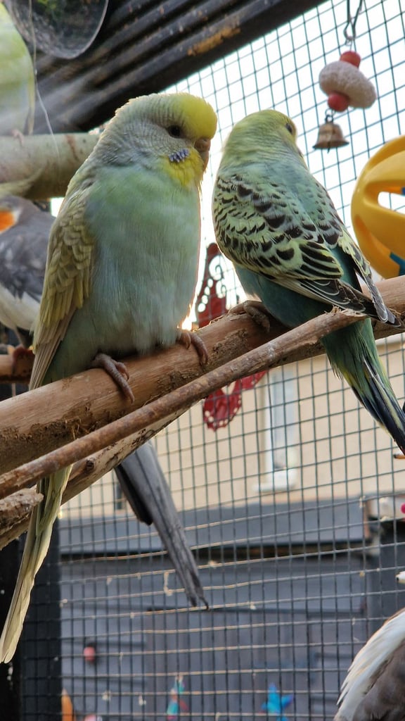 2x baby budgies £50 each