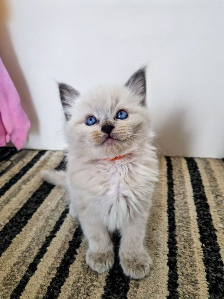 Ragdoll kittens 