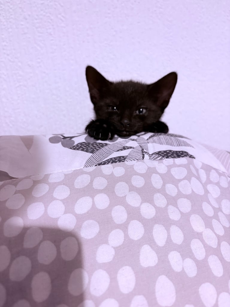 KITTENS ready to go now 