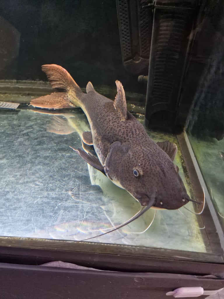 Large hybrid catfish